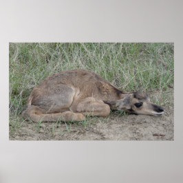 Póster Béqueril A6 de Antilope Americano