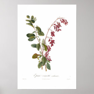 Póster Bérberis