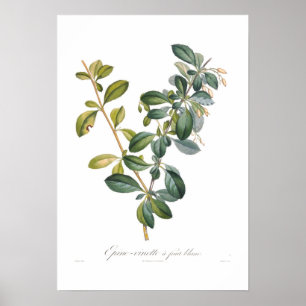 Póster Bérberis branca