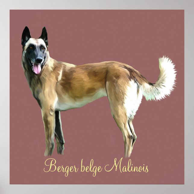 poster berger belge malinois (Frente)
