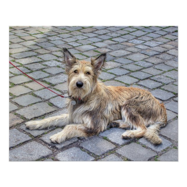 Póster Berger de Picardie (Frente)