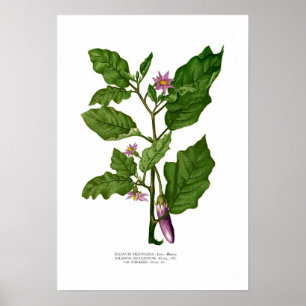 Póster Beringela