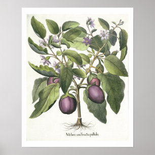 Poster Beringela: Pallido do fructu de Melanzana, 'do Hor