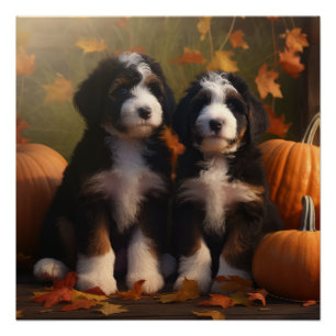 Póster Bernedoodle Puppy Autumn Delight Pumpkin