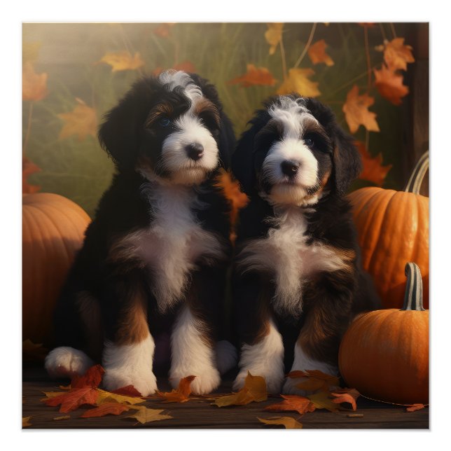 Póster Bernedoodle Puppy Autumn Delight Pumpkin (Frente)