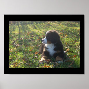 Póster Bernese Autumn Leaves