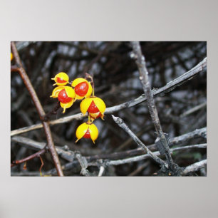 Poster Berries Bitterdoces