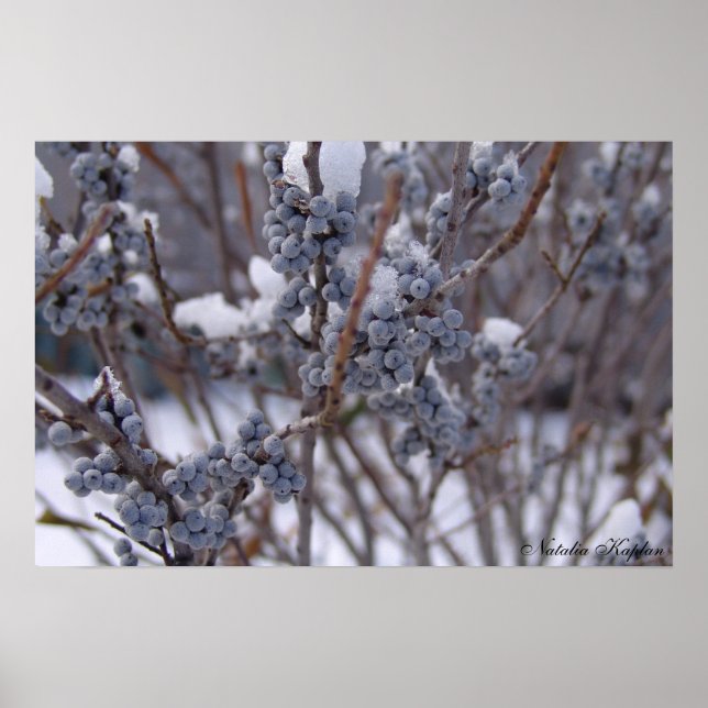 Poster Berries congelados (Frente)