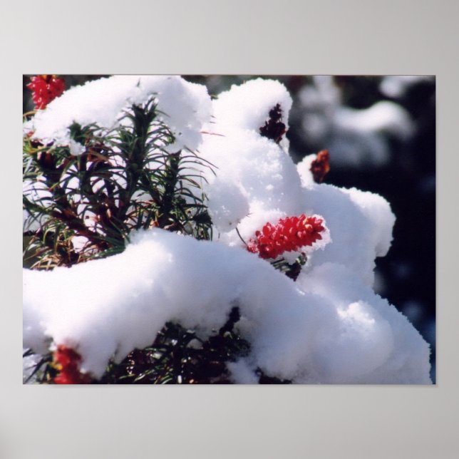 Poster Berries de neve (Frente)