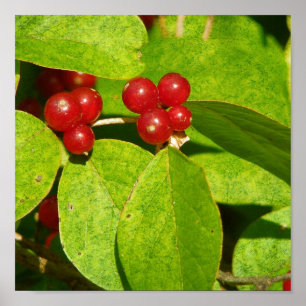 Poster Berries vermelhos