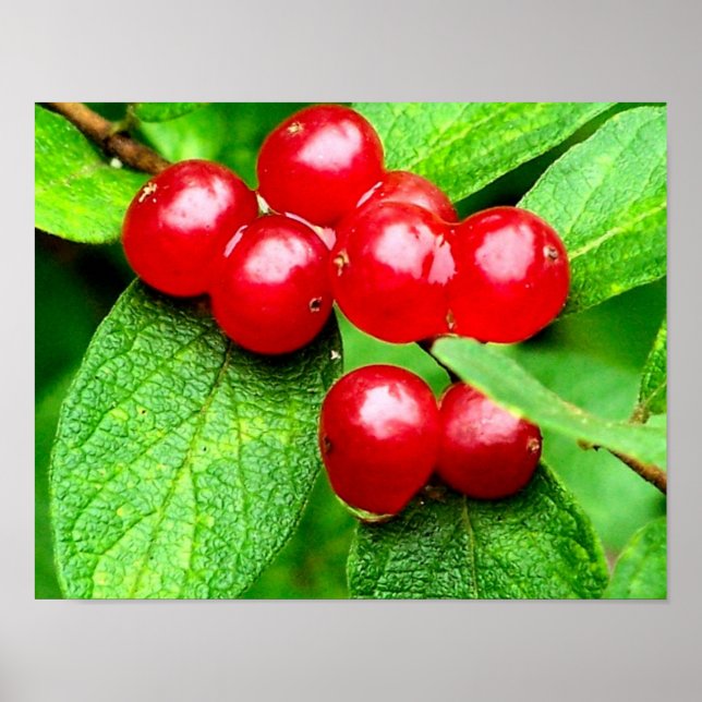Poster Berries Vermelhos com Raindrots Natureza (Frente)