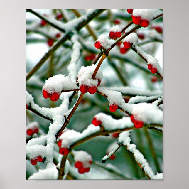 Poster Berries vermelhos em neve (Frente)