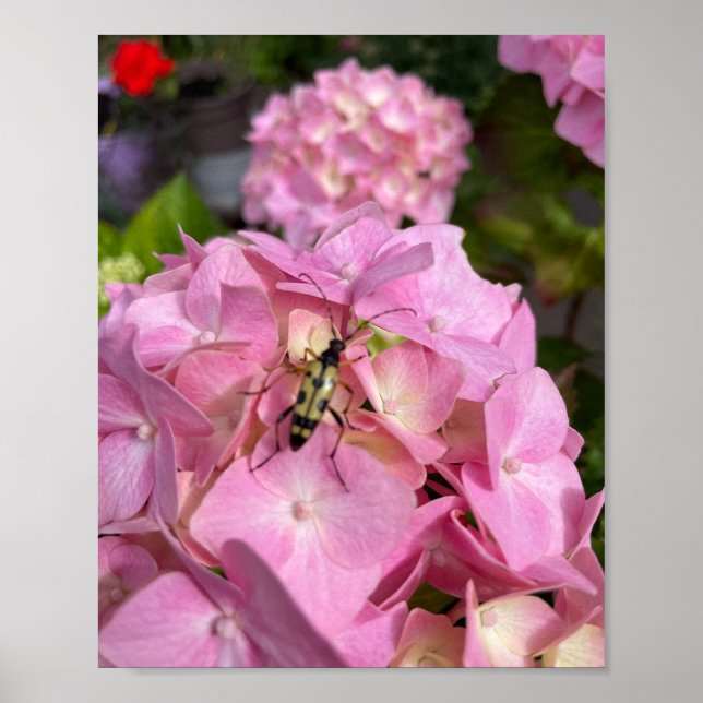 Poster Besouro de chifre longo em Hydrangea rosa (Frente)
