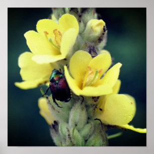Poster Besouro Na Flor Mullein Selvagem Feche-Se