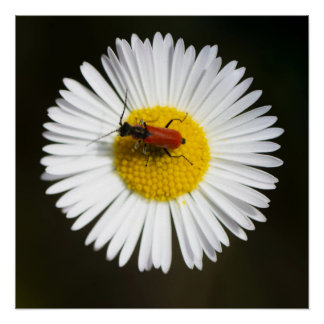 Póster Besouro Vermelho em Poster Macro de Margarida Bran