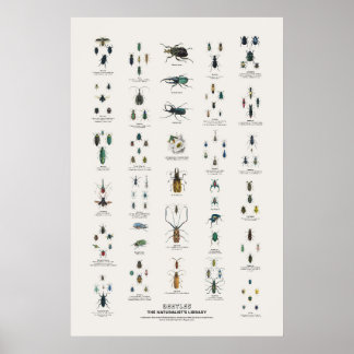 Poster Besouros - Biblioteca do Naturalista