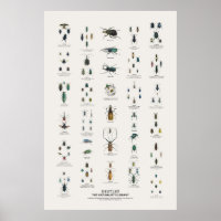 Besouros - Biblioteca do Naturalista