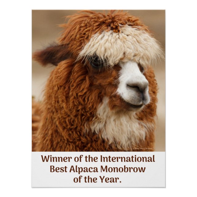 Póster Best Alpaca Monobrow (Frente)