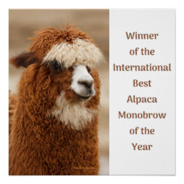 Póster Best Alpaca Monobrow