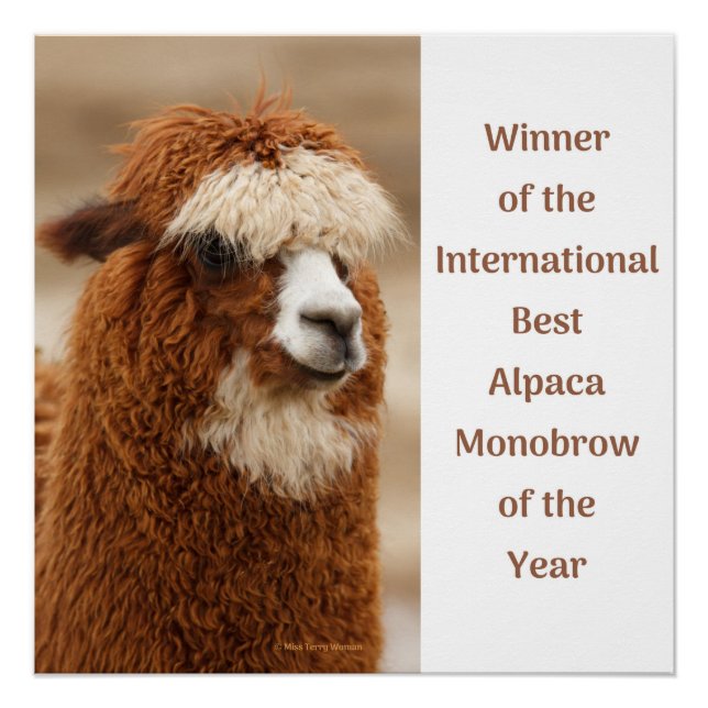Póster Best Alpaca Monobrow (Frente)