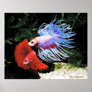Poster Bettaの ポ ス タ ー