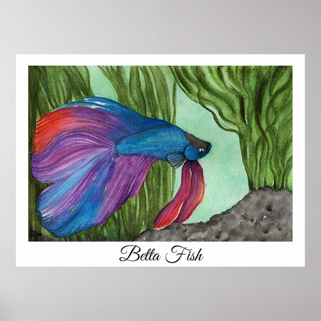 Poster Betta Fish (Frente)