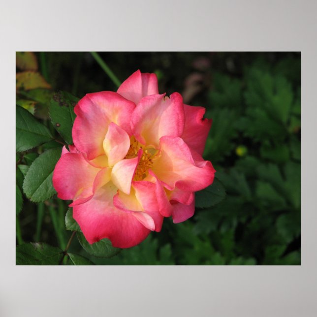 Poster Betty Boop - 24 de maio de 2009 139 (Frente)