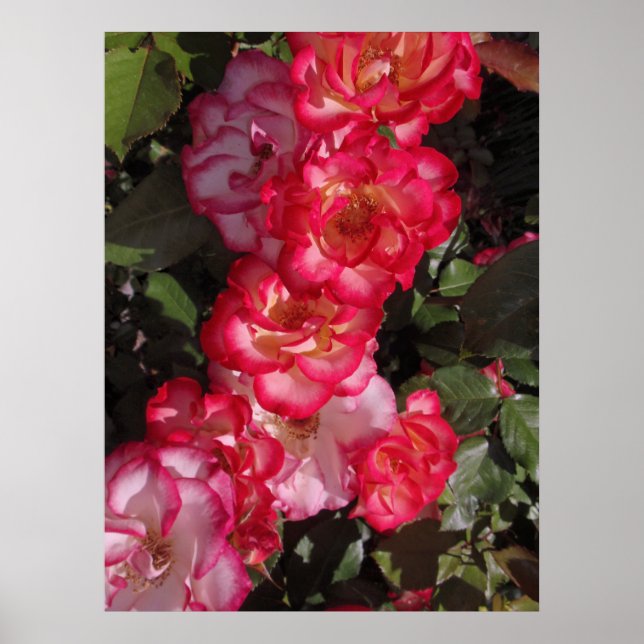 Póster Betty Boop Rosas (Frente)