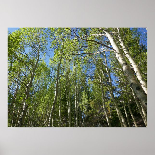 Poster Bétulas de Verão nas Montanhas Rochosas (Frente)