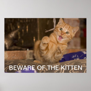 Póster Beware do gatinho