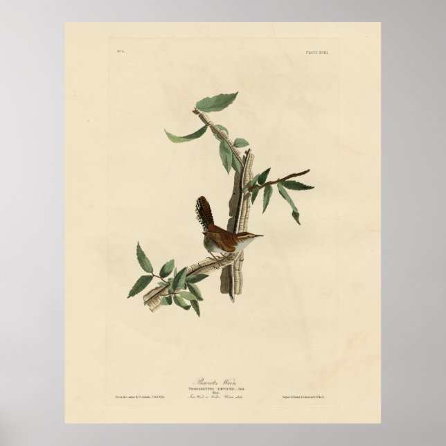 Poster Bewick's Wren from Audubon's Birds of America (Frente)