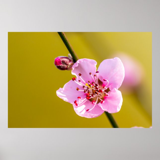 Poster Bezaubernde Blumen für die Wand (Frente)