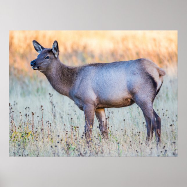 Poster Bezerro de Alce | Madison Junction, Wyoming (Frente)