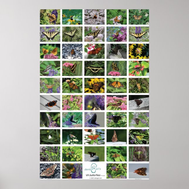 Póster bfly_50_poster (Frente)