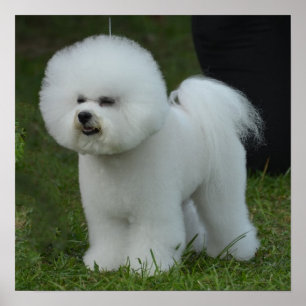 Póster Bichon adorável