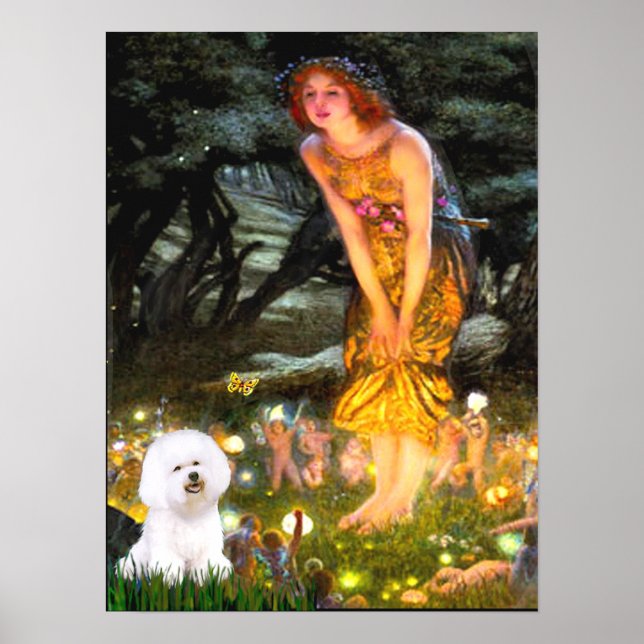 Póster Bichon Frise 1 - Véspera de Meados (Frente)