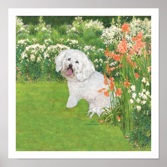 Póster Bichon Frise Coral Fantasy (Frente)