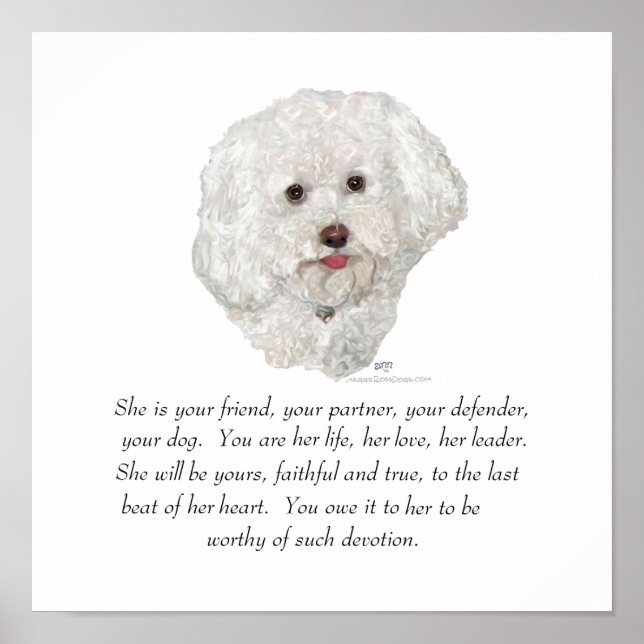 Póster Bichon Frise Lembrança FÊMEA (Frente)