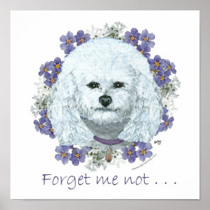 Poster Bichon Frise - Não Me Esqueças