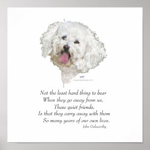 Poster Bichon Frise Ponte do Arco-íris