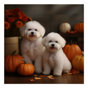 Póster Bichon Frise Puppy Autumn Delight Pumpkin