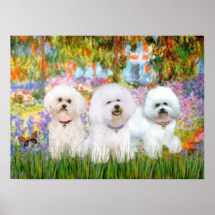 Póster Bichon Frise Trio - Jardim (VG)