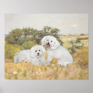 Póster Bichon Frise Vista do Prado