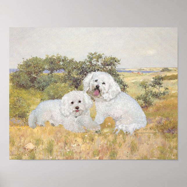 Póster Bichon Frise Vista do Prado (Frente)