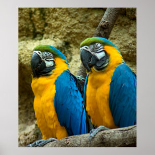 Póster Bicos gêmeos