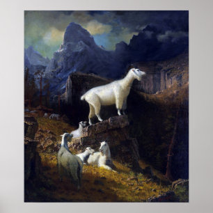 Poster Bierstadt - Cabras das Montanhas Rochosas