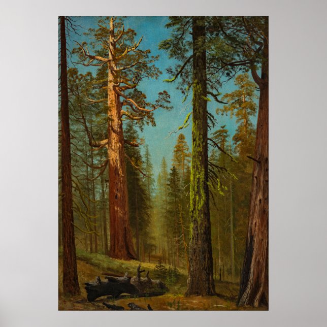 Poster Bierstadt Giant Sequoia (Frente)