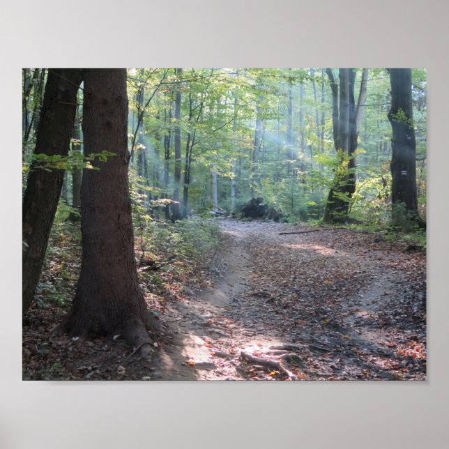Póster Bieszczady Forest Light (Frente)
