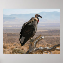 Poster Big Beautiful Bird