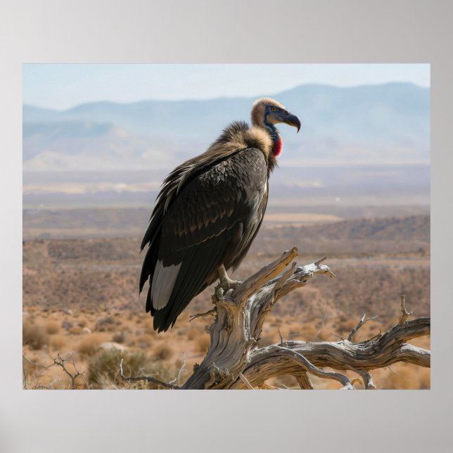 Poster Big Beautiful Bird (Frente)